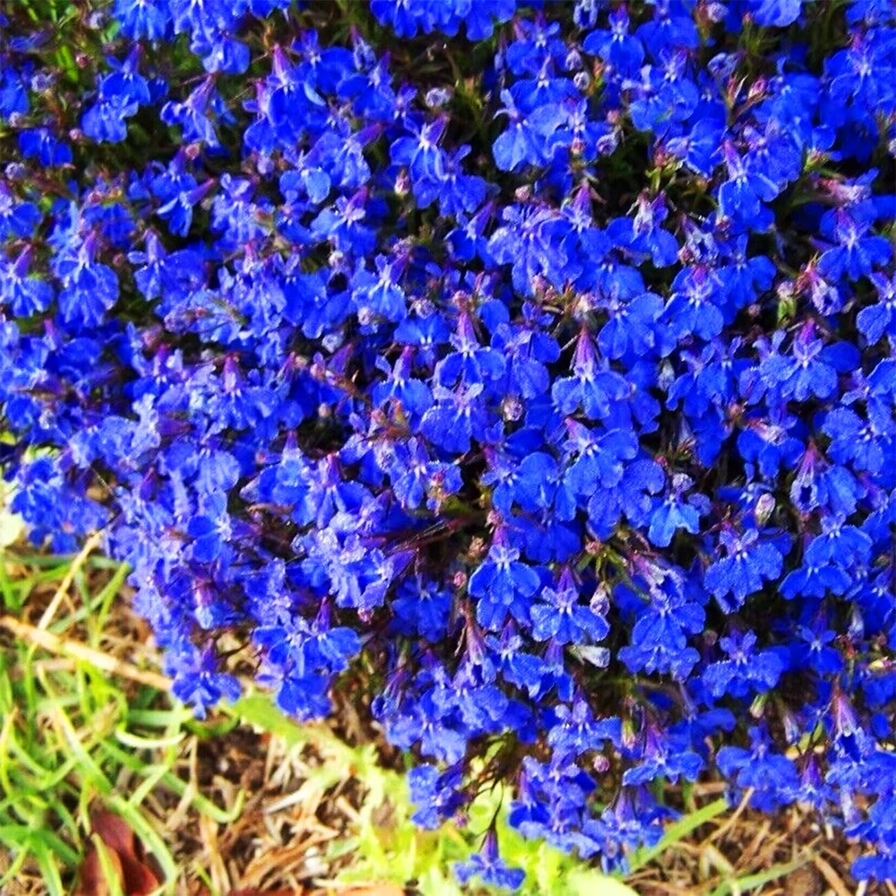 500 Magic Blue Creeping Thyme Seeds for Planting Ground Cover Plants Heirloom Flowers Perennial Thyme Non-GMO Thymus Serpyllum Seed