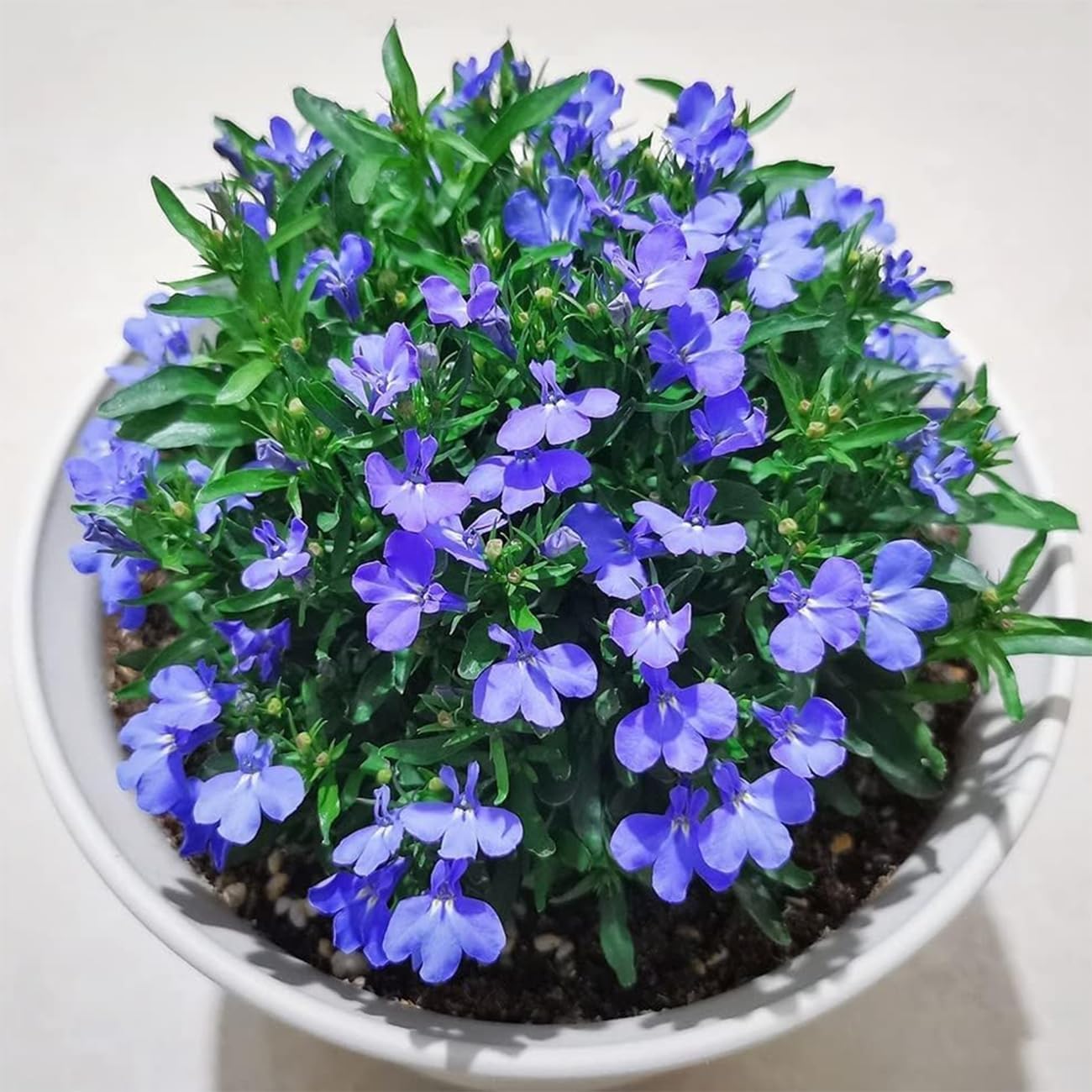 500 Magic Blue Creeping Thyme Seeds for Planting Ground Cover Plants Heirloom Flowers Perennial Thyme Non-GMO Thymus Serpyllum Seed