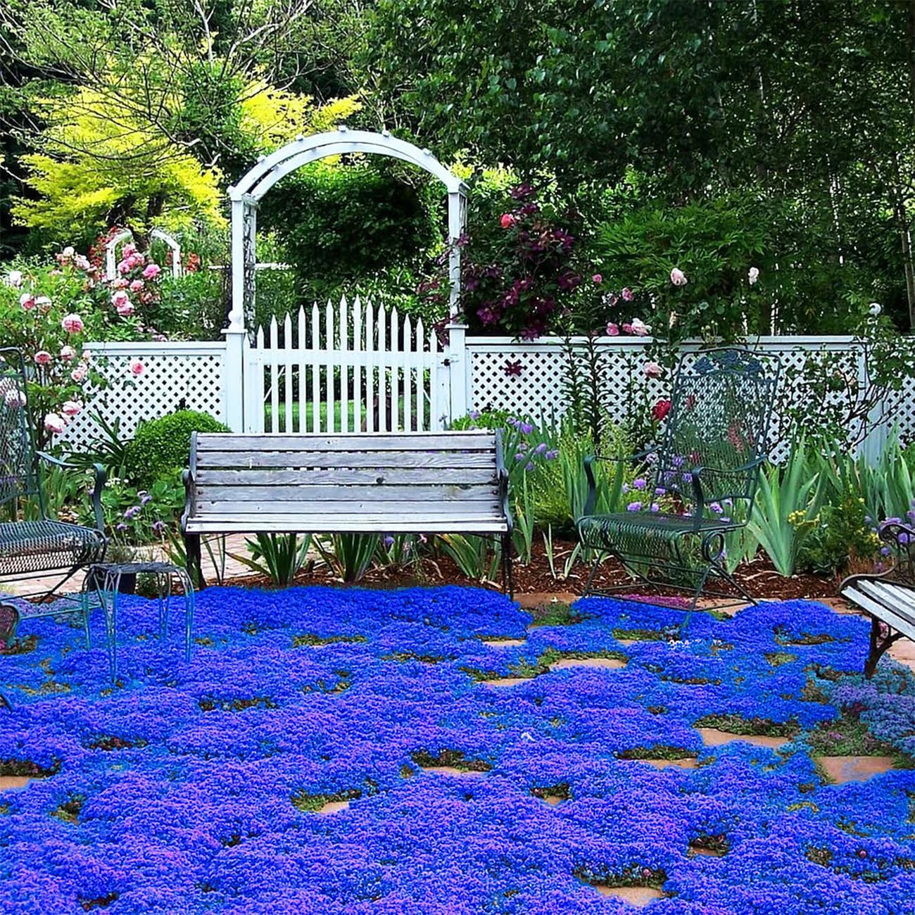 500 Magic Blue Creeping Thyme Seeds for Planting Ground Cover Plants Heirloom Flowers Perennial Thyme Non-GMO Thymus Serpyllum Seed