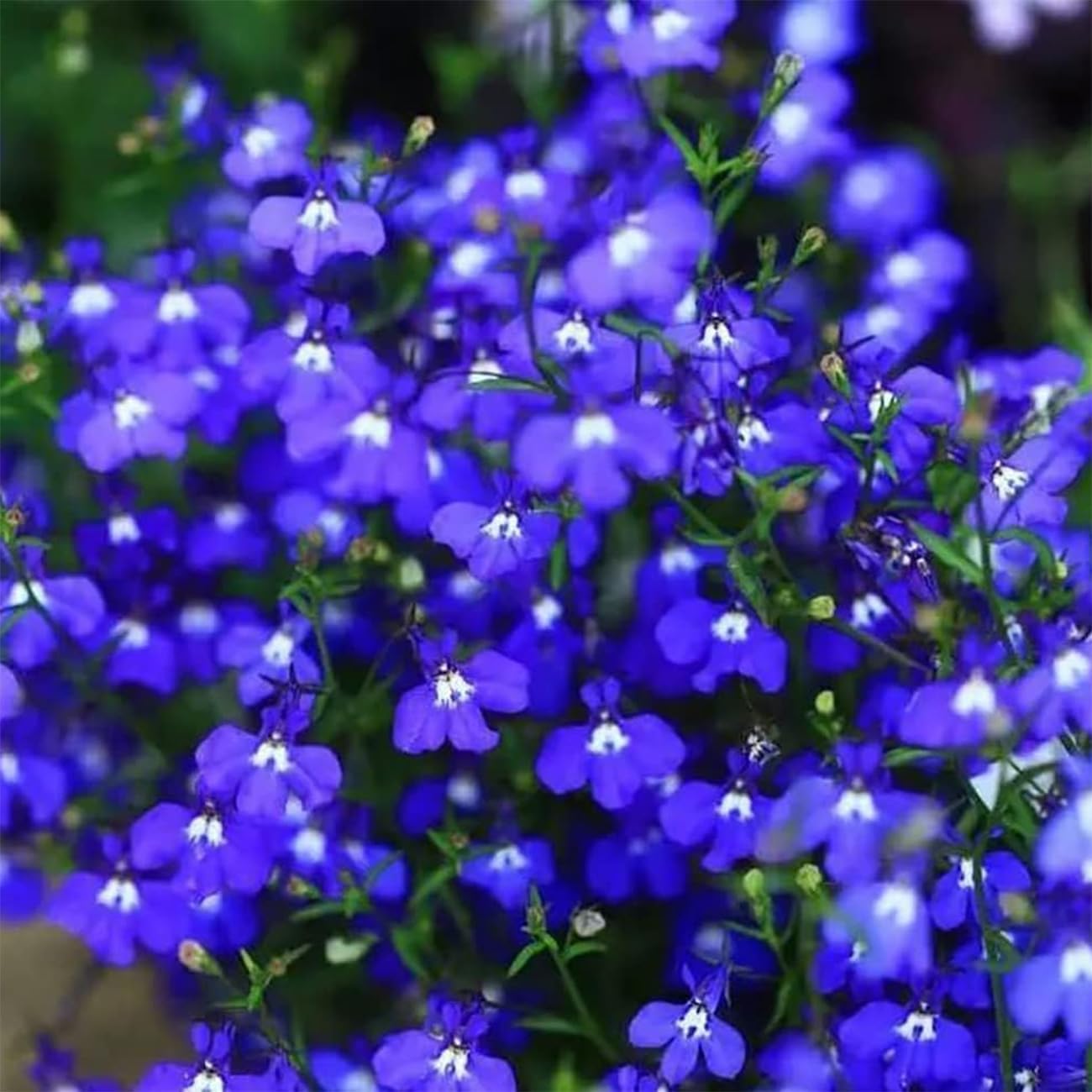 500 Magic Blue Creeping Thyme Seeds for Planting Ground Cover Plants Heirloom Flowers Perennial Thyme Non-GMO Thymus Serpyllum Seed